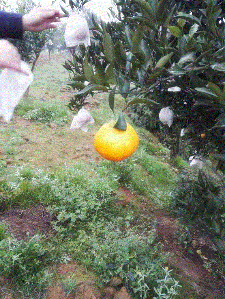 全自動無公害水果機套 HD-2007 全自動無公害水果機套 HD-2007